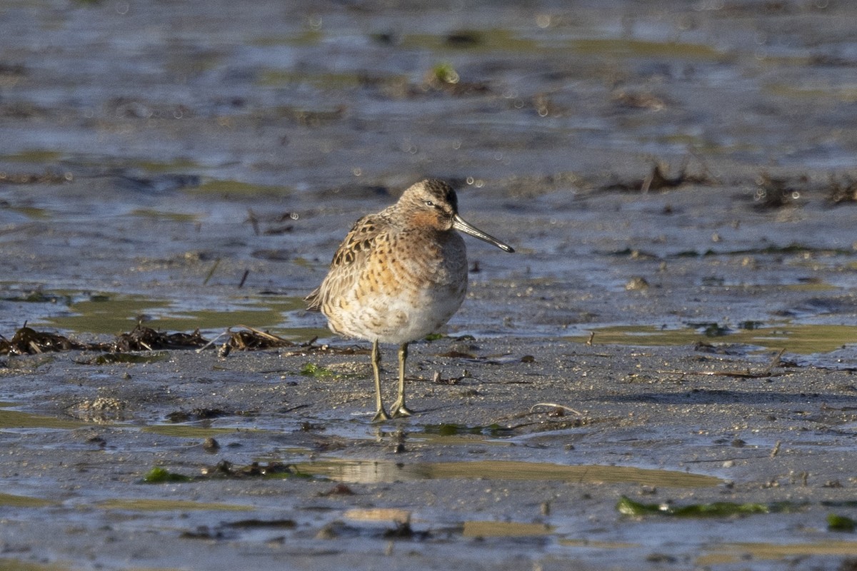 Short-billed Dowitcher - ML618065712