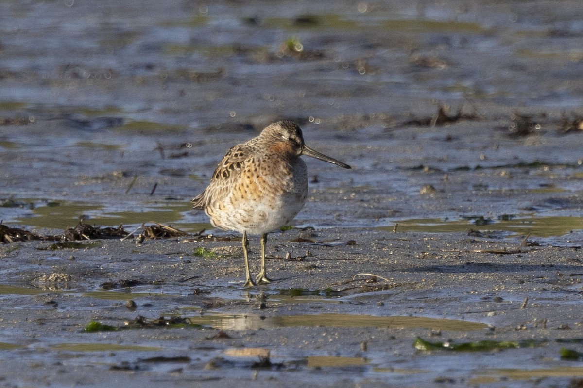 Short-billed Dowitcher - Loni Ye