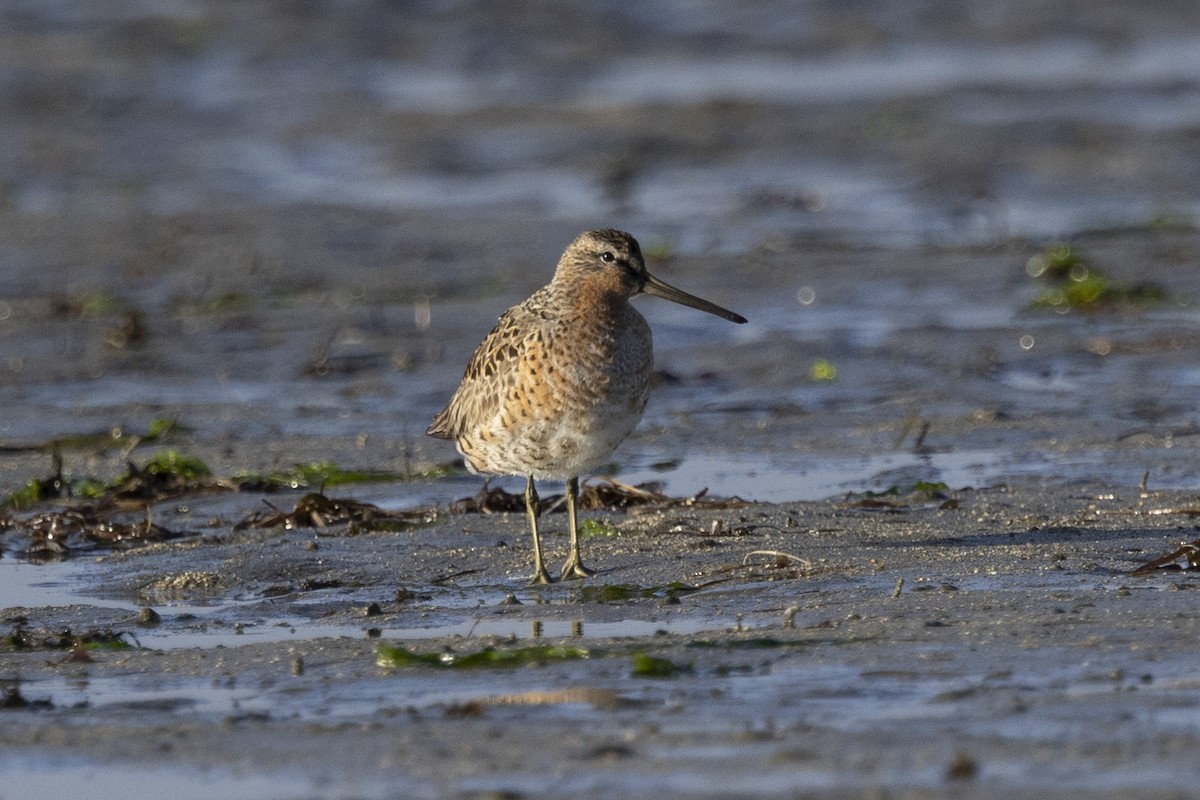 Short-billed Dowitcher - ML618065714