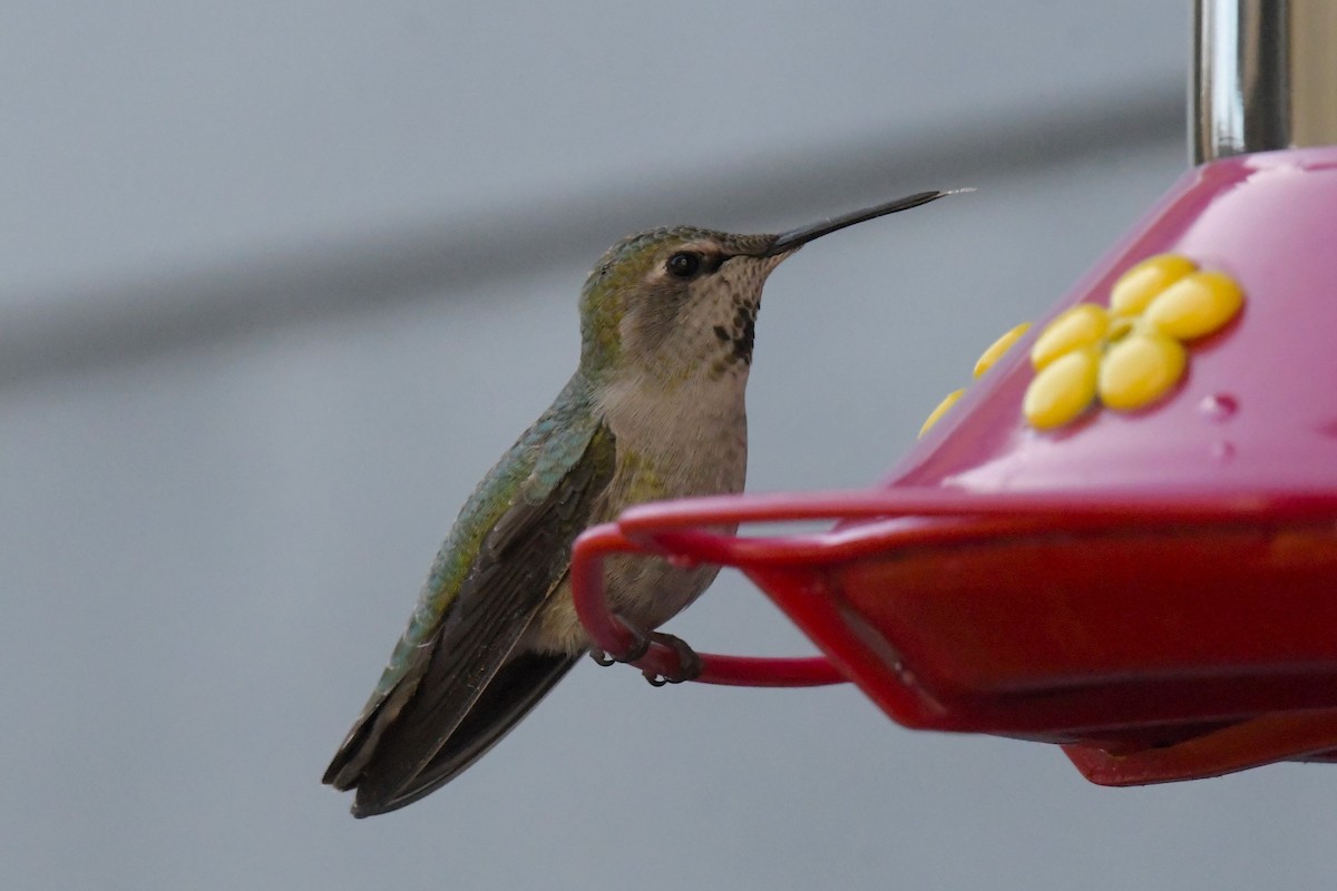 Colibrí de Anna - ML618065719