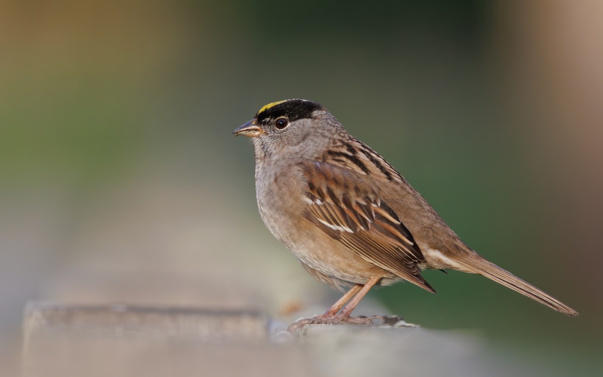 Bruant à couronne dorée - ML618065738