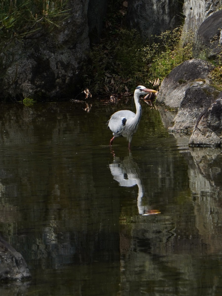 Gray Heron - ML618065747