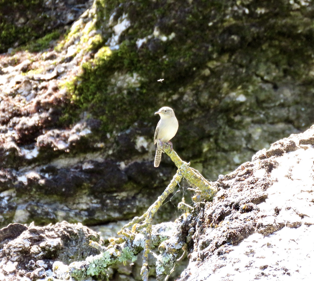 House Wren - ML618065749