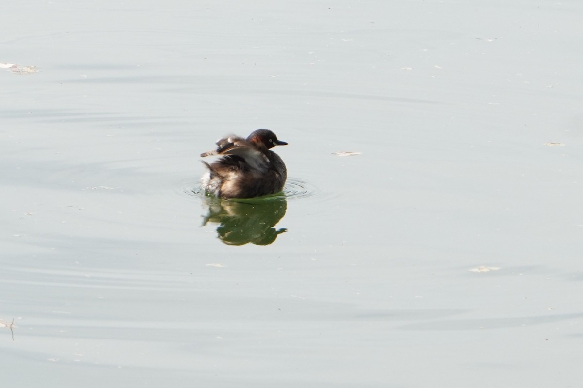 Little Grebe - Kristy Dhaliwal