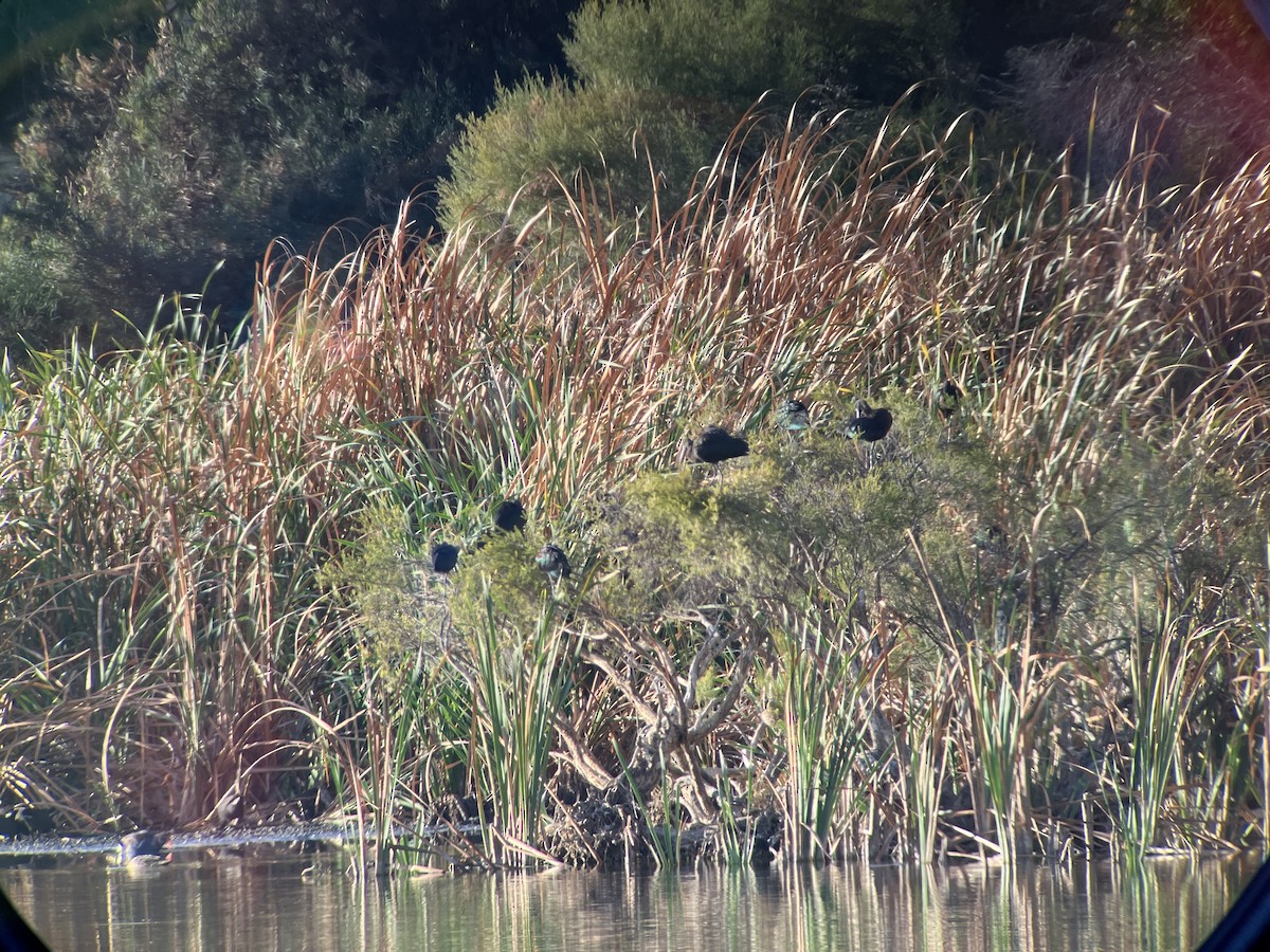 Glossy Ibis - ML618065756