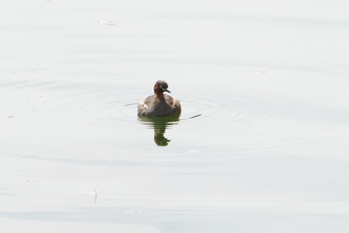 Little Grebe - ML618065759