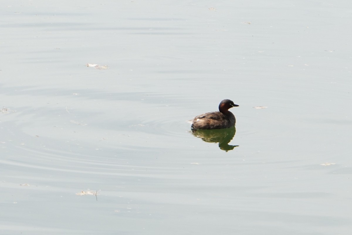 Little Grebe - ML618065761