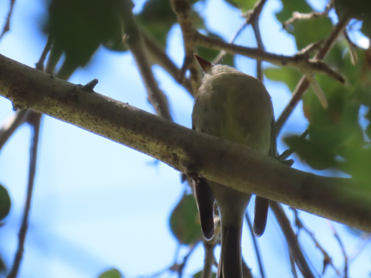 Hammond's Flycatcher - ML618065764