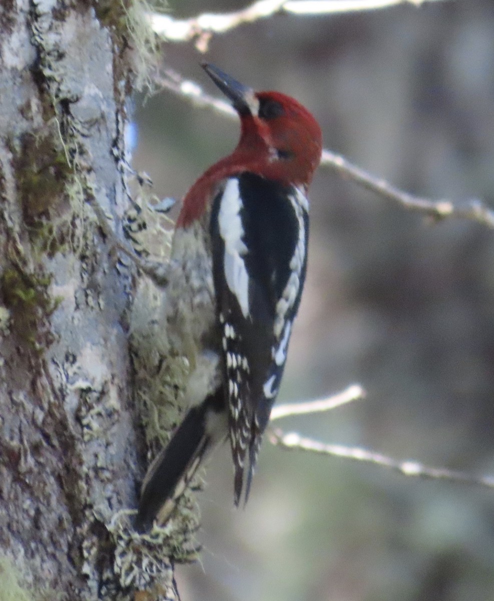 Red-breasted Sapsucker - Jeanne O'Neale