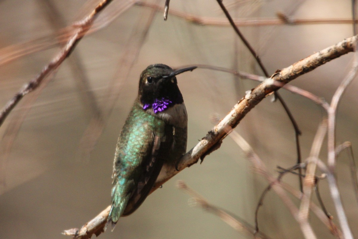 Black-chinned Hummingbird - ML618065785