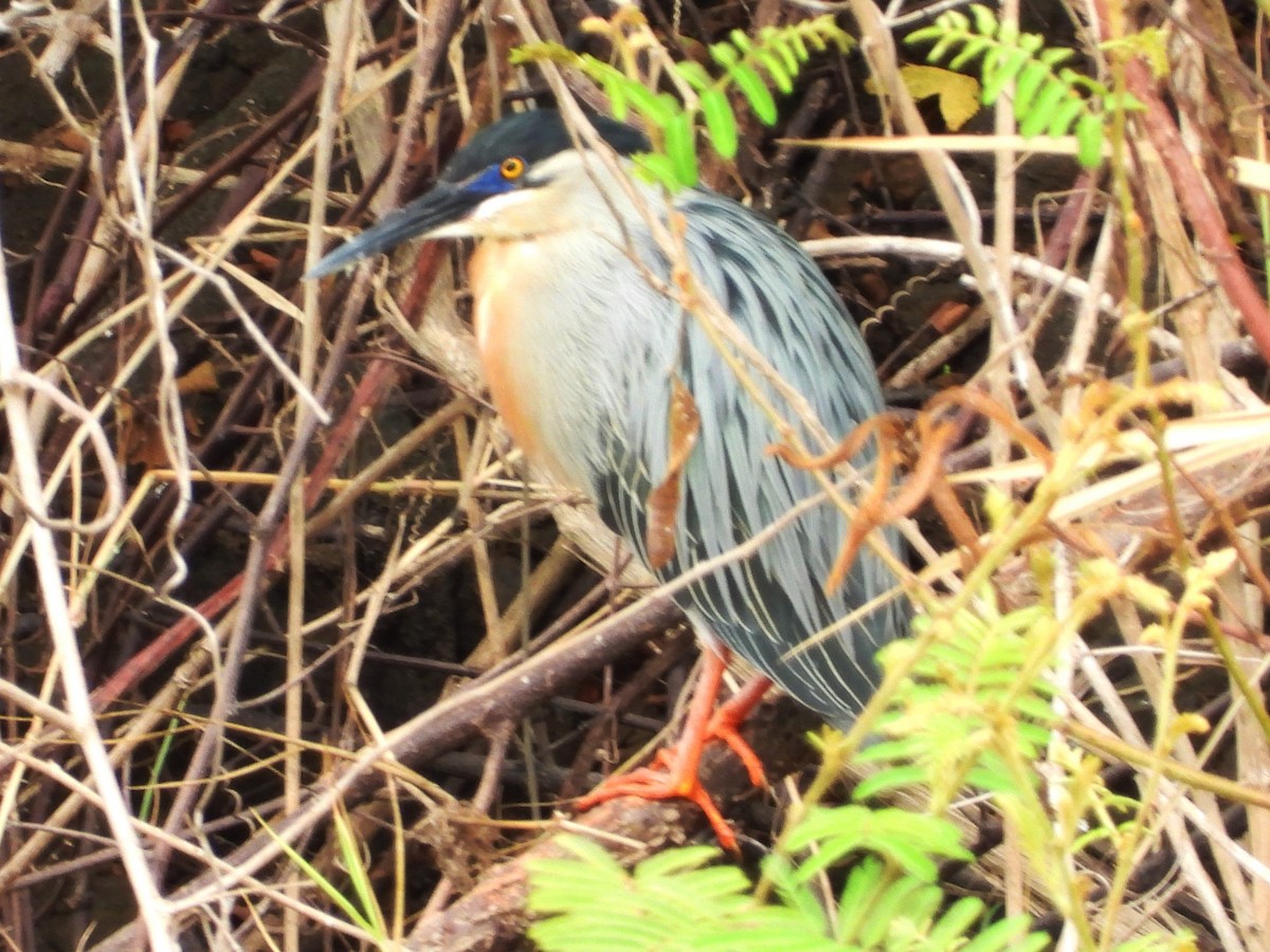 Striated Heron - ML618065792