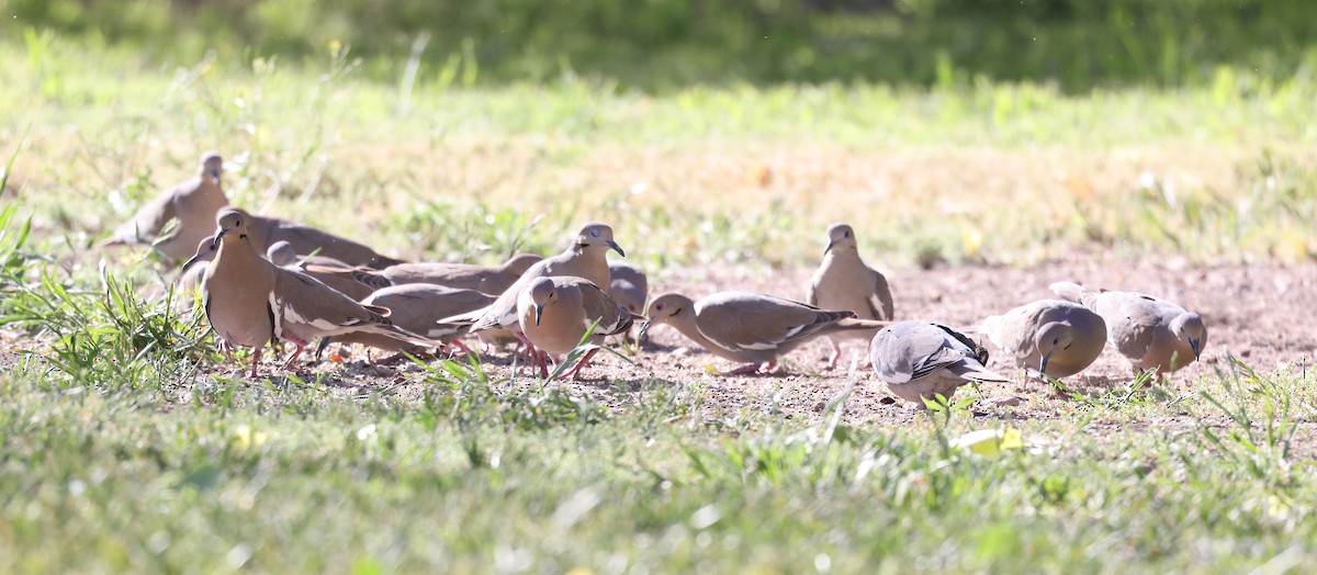 White-winged Dove - Andy Gee