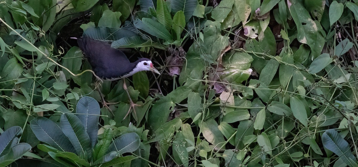 White-breasted Waterhen - ML618065808