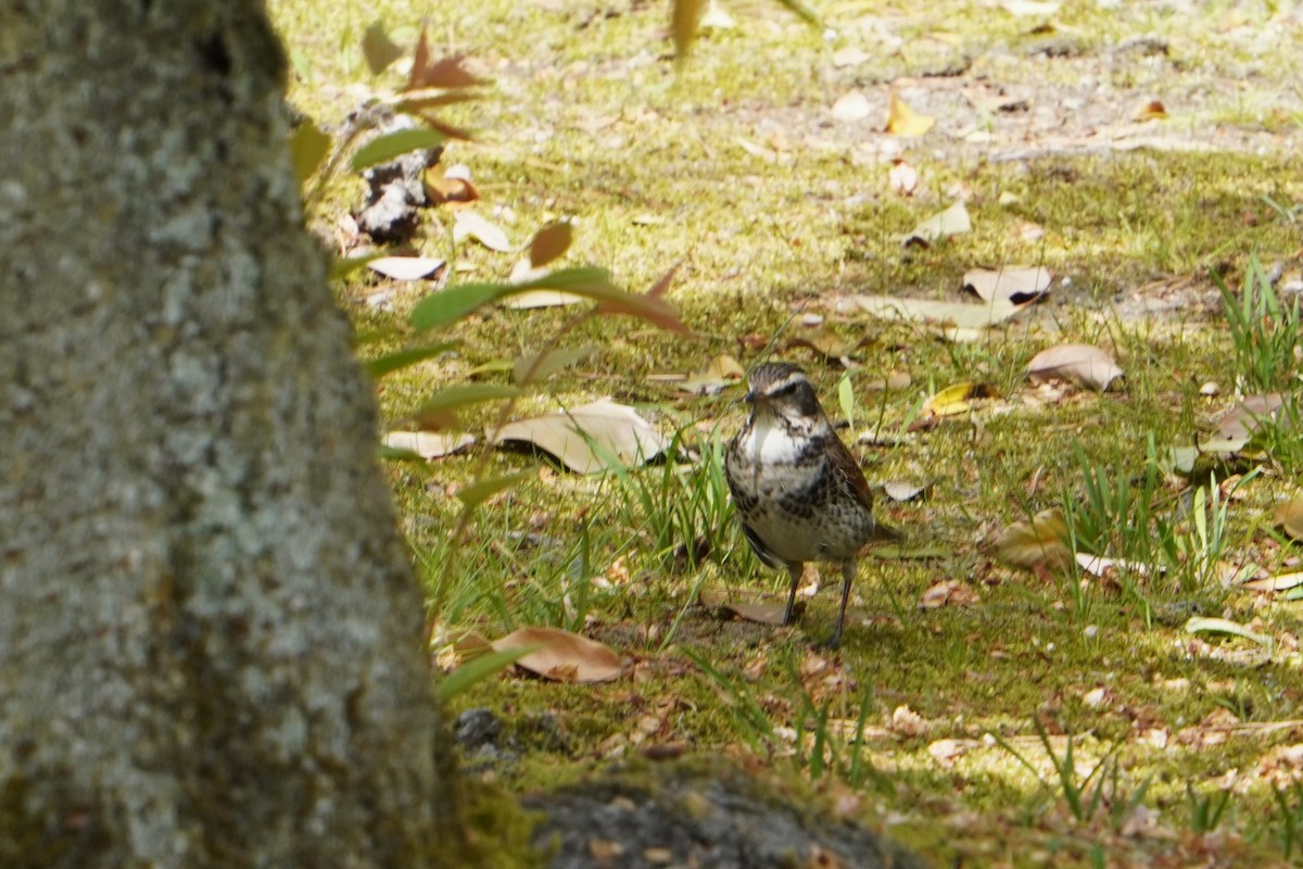 Dusky Thrush - ML618065810