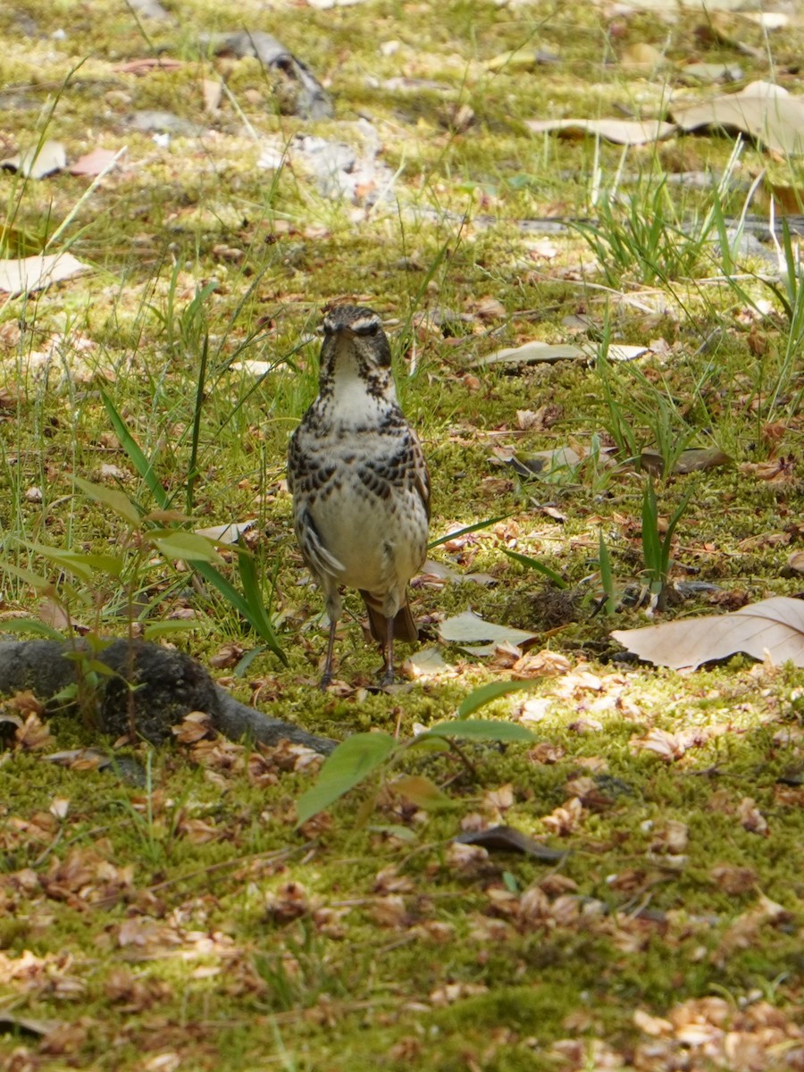 Dusky Thrush - ML618065811