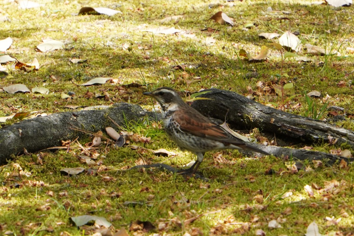 Dusky Thrush - ML618065812