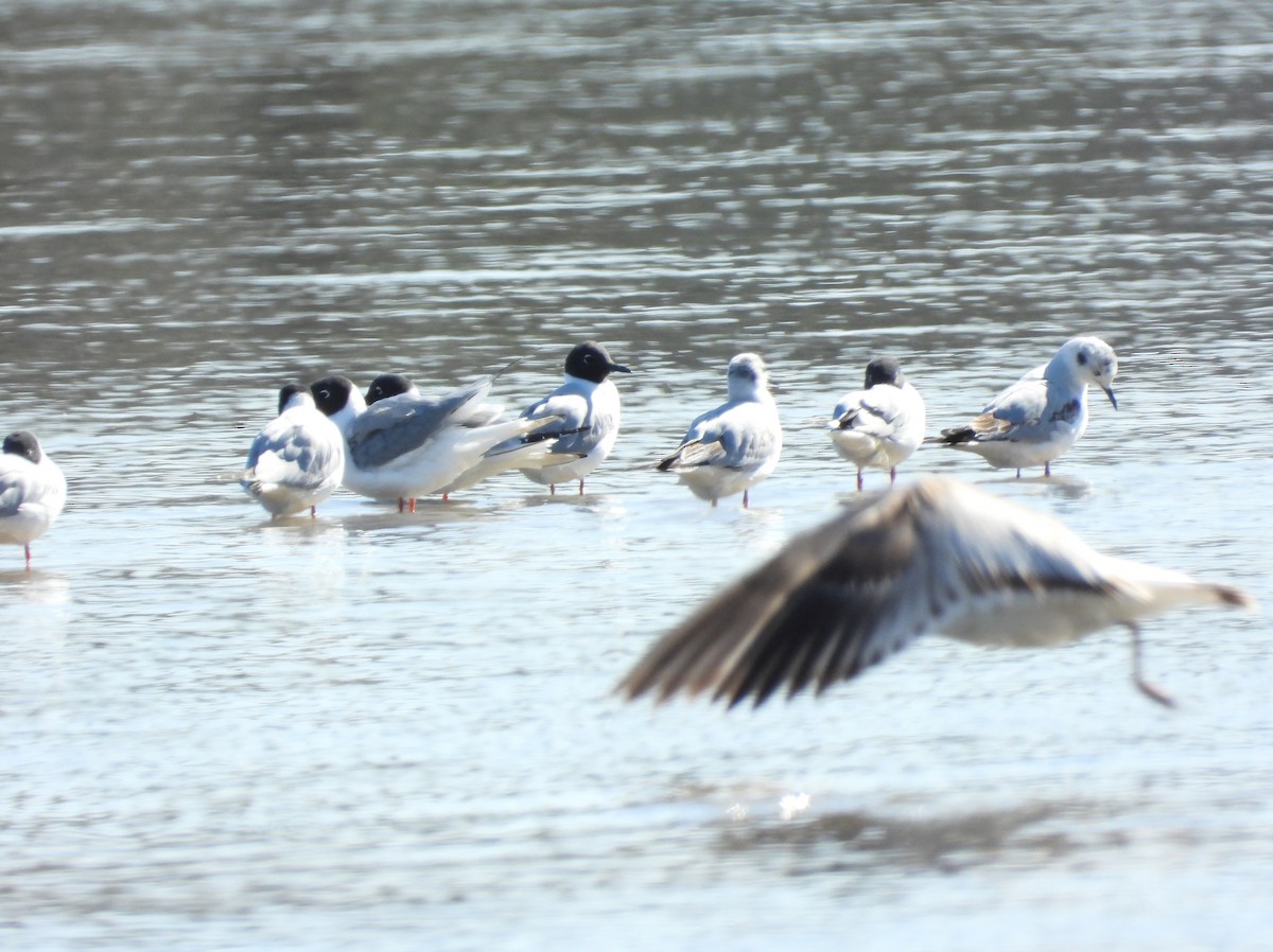 Bonaparte's Gull - ML618065836