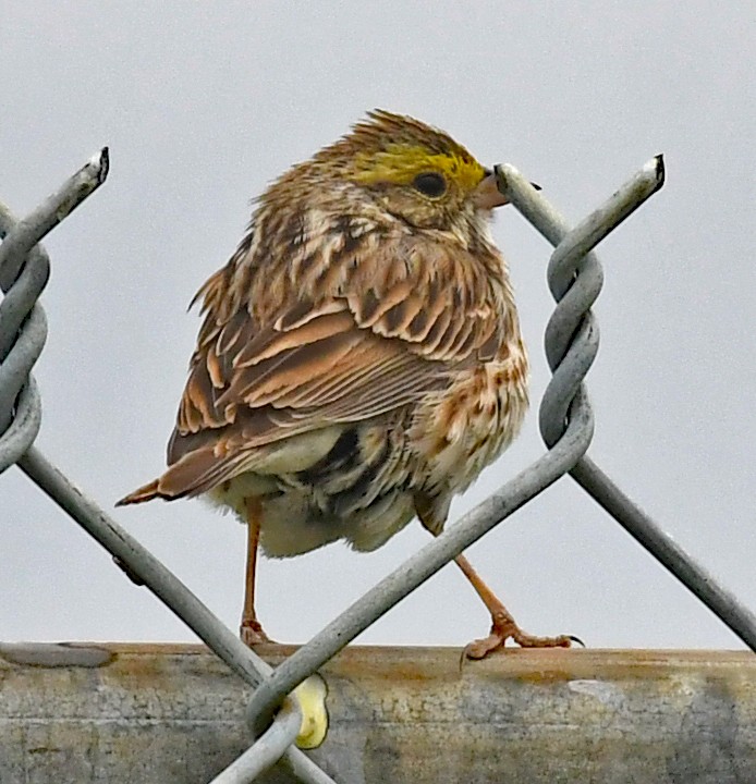 Savannah Sparrow - ML618065855