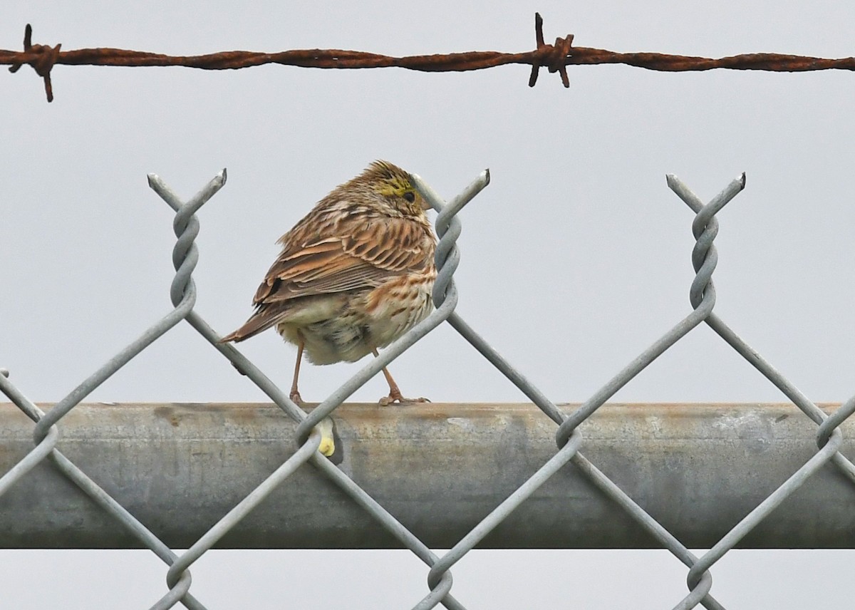 Savannah Sparrow - ML618065856