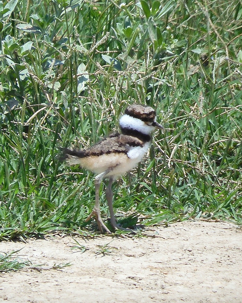 Killdeer - Gaby Serrano