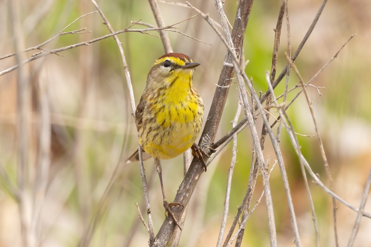 Palm Warbler (Western) - Sean Williams