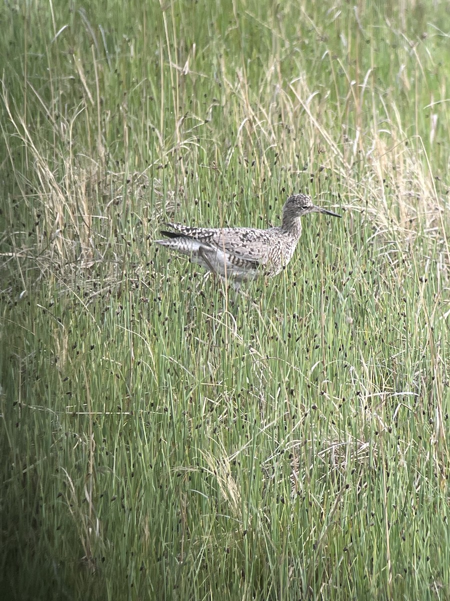 willetsnipe (inornata) - ML618065905