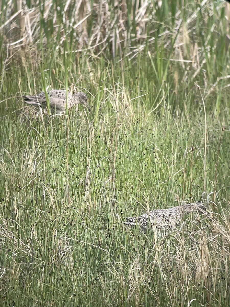 vodouš břehoušovitý (ssp. inornata) - ML618065906