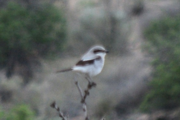 Loggerhead Shrike - ML618065908