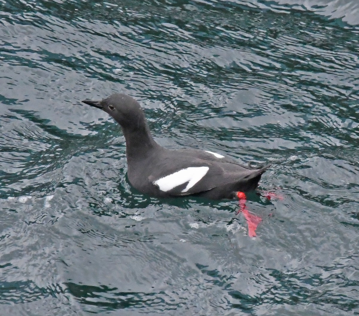 Pigeon Guillemot - ML618065917