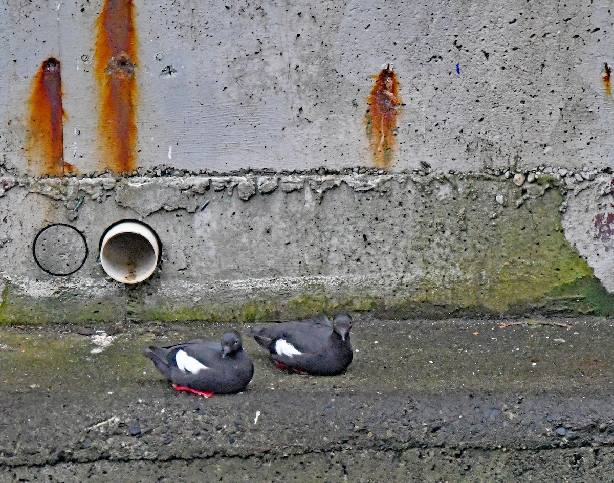 Pigeon Guillemot - Richard Taylor