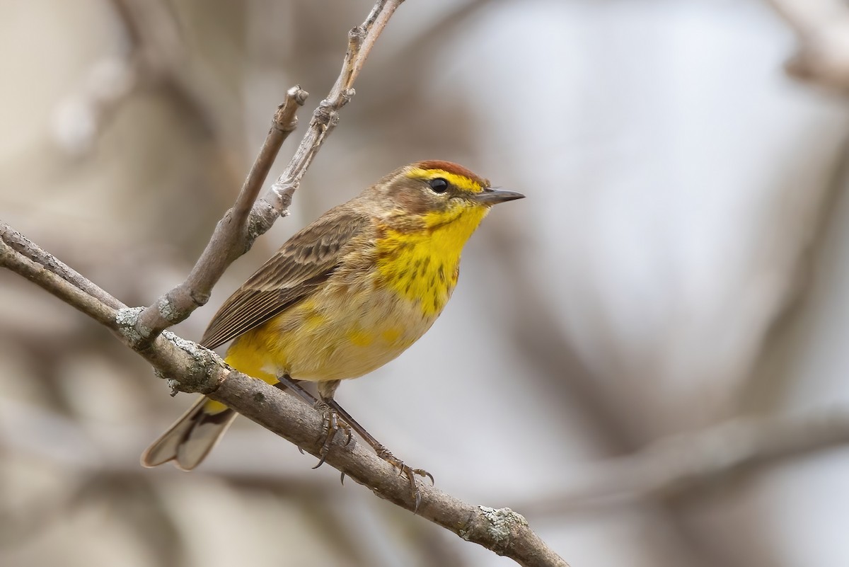 Palm Warbler - Sean Williams