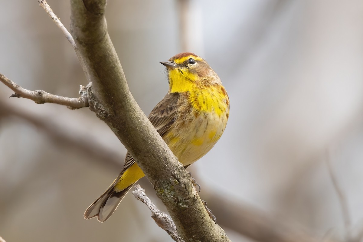 Palm Warbler - Sean Williams