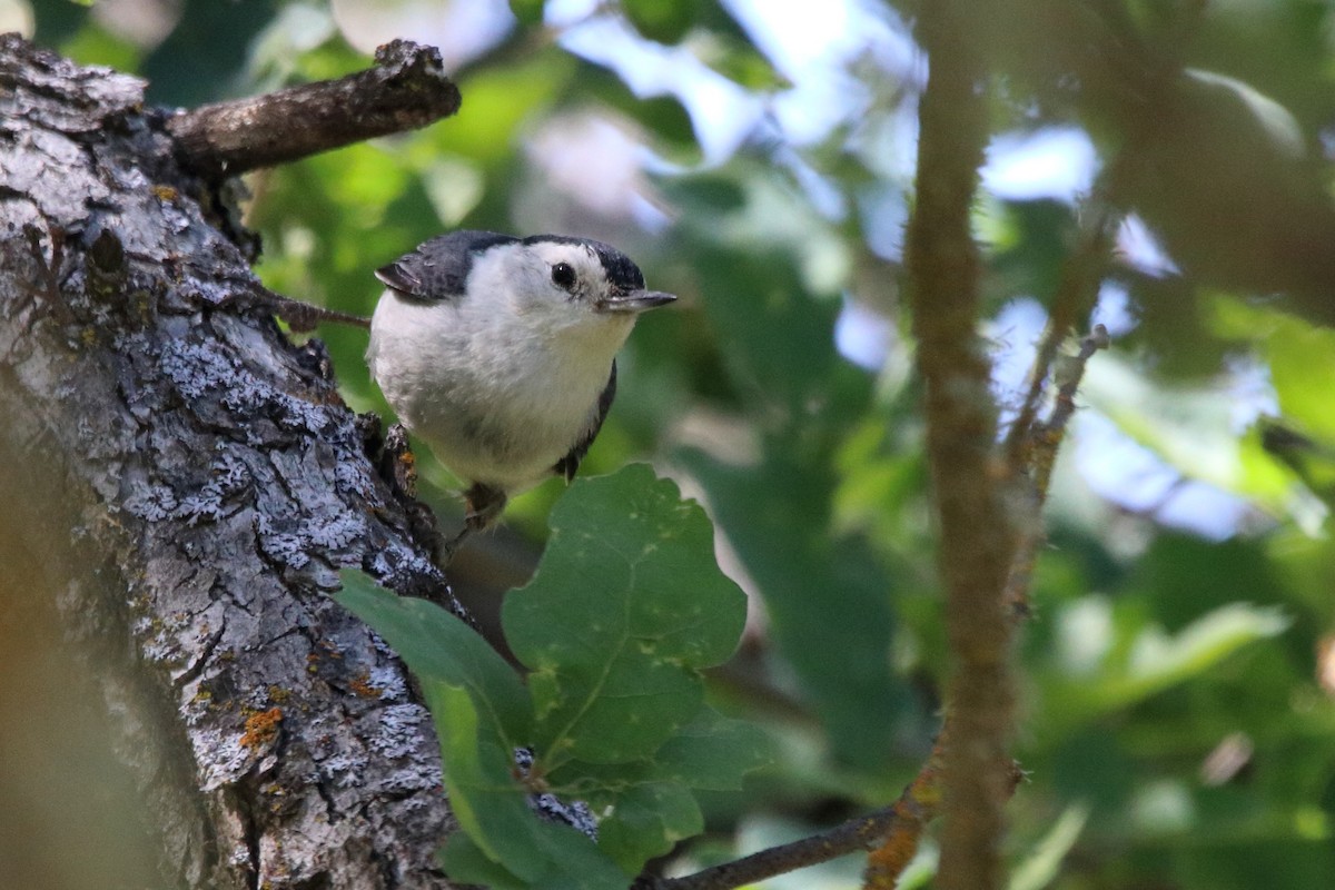 White-breasted Nuthatch - ML618065949