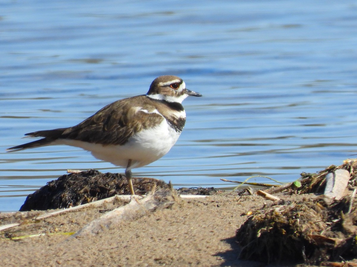 Killdeer - Michael W. Sack