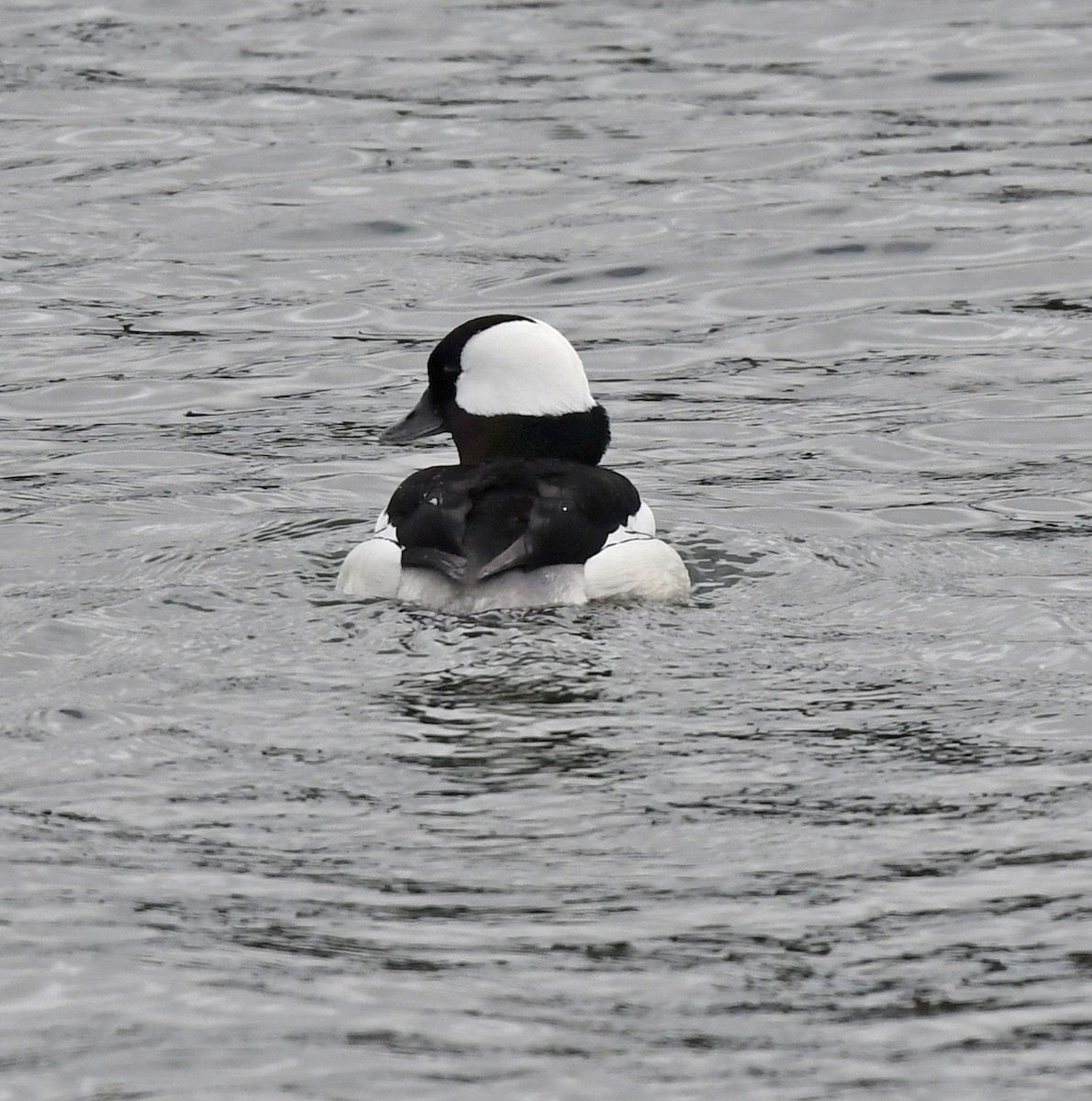 Bufflehead - Richard Taylor