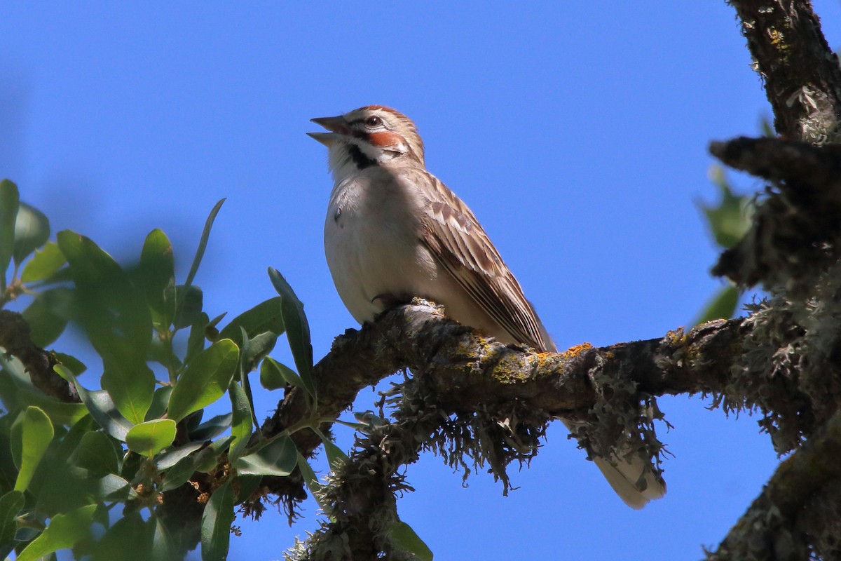 Lark Sparrow - ML618065997