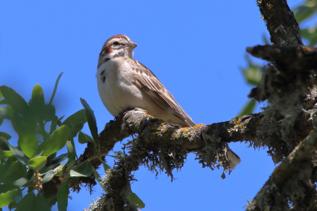 Lark Sparrow - ML618065998