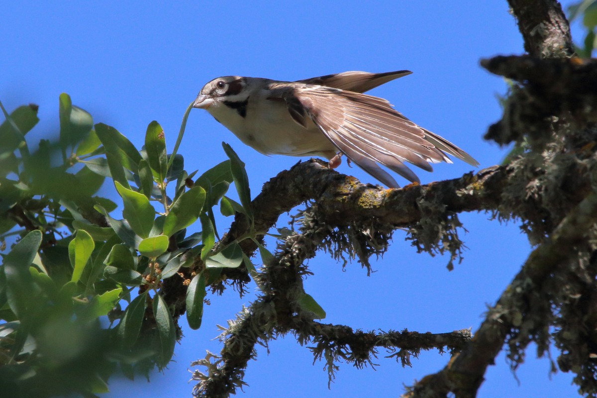 Lark Sparrow - ML618065999