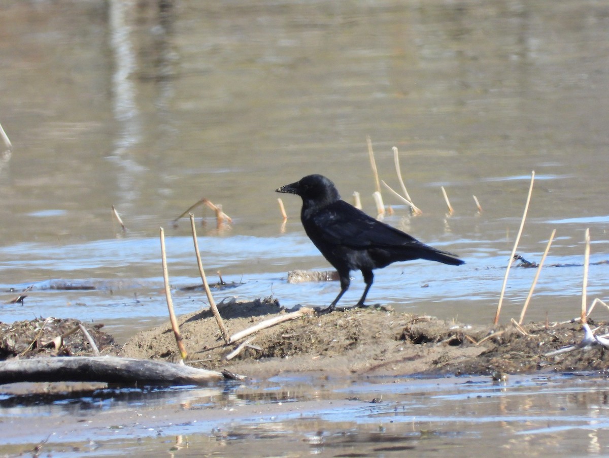 American Crow - ML618066001