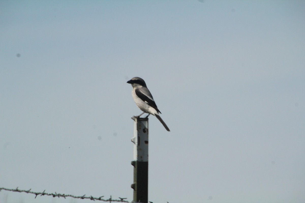 Loggerhead Shrike - Ann Monk