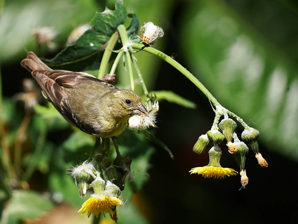 Lesser Goldfinch - Tom Haglund