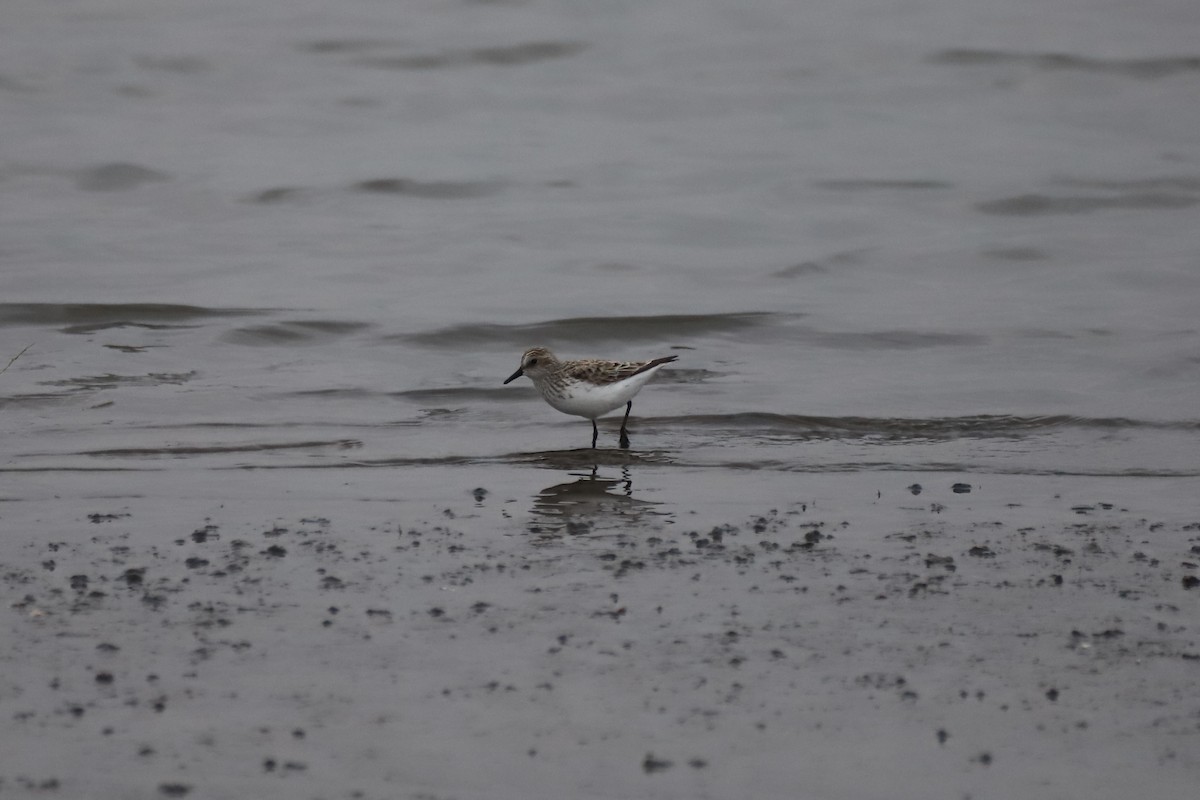 Semipalmated Sandpiper - Jacob Riggs