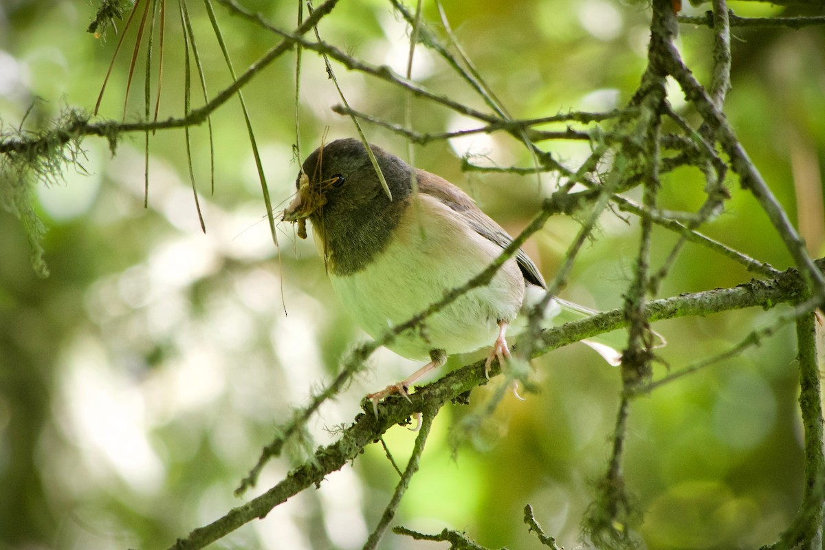 Junco Ojioscuro (grupo oreganus) - ML618066136