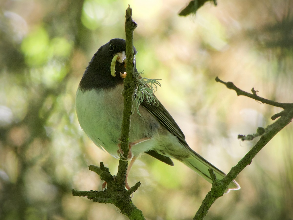 Dark-eyed Junco (Oregon) - ML618066159