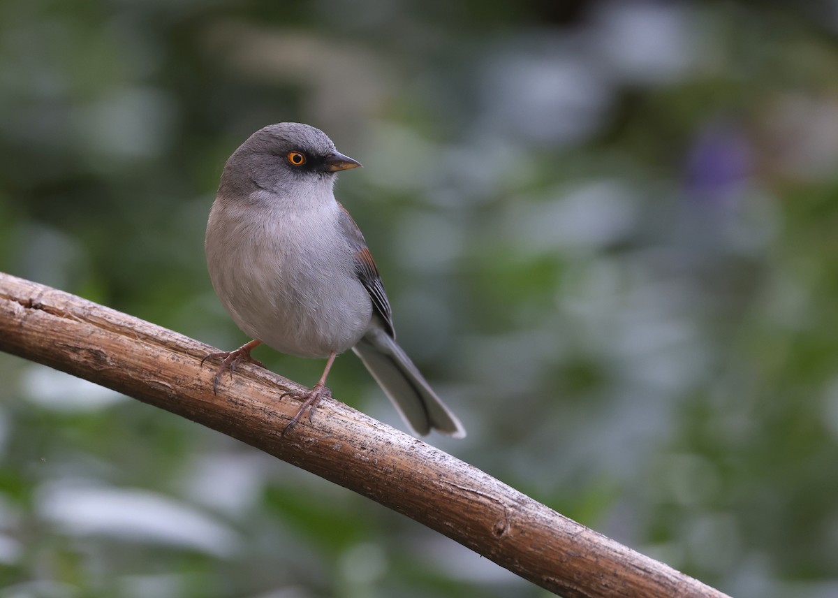 Yellow-eyed Junco - ML618066176