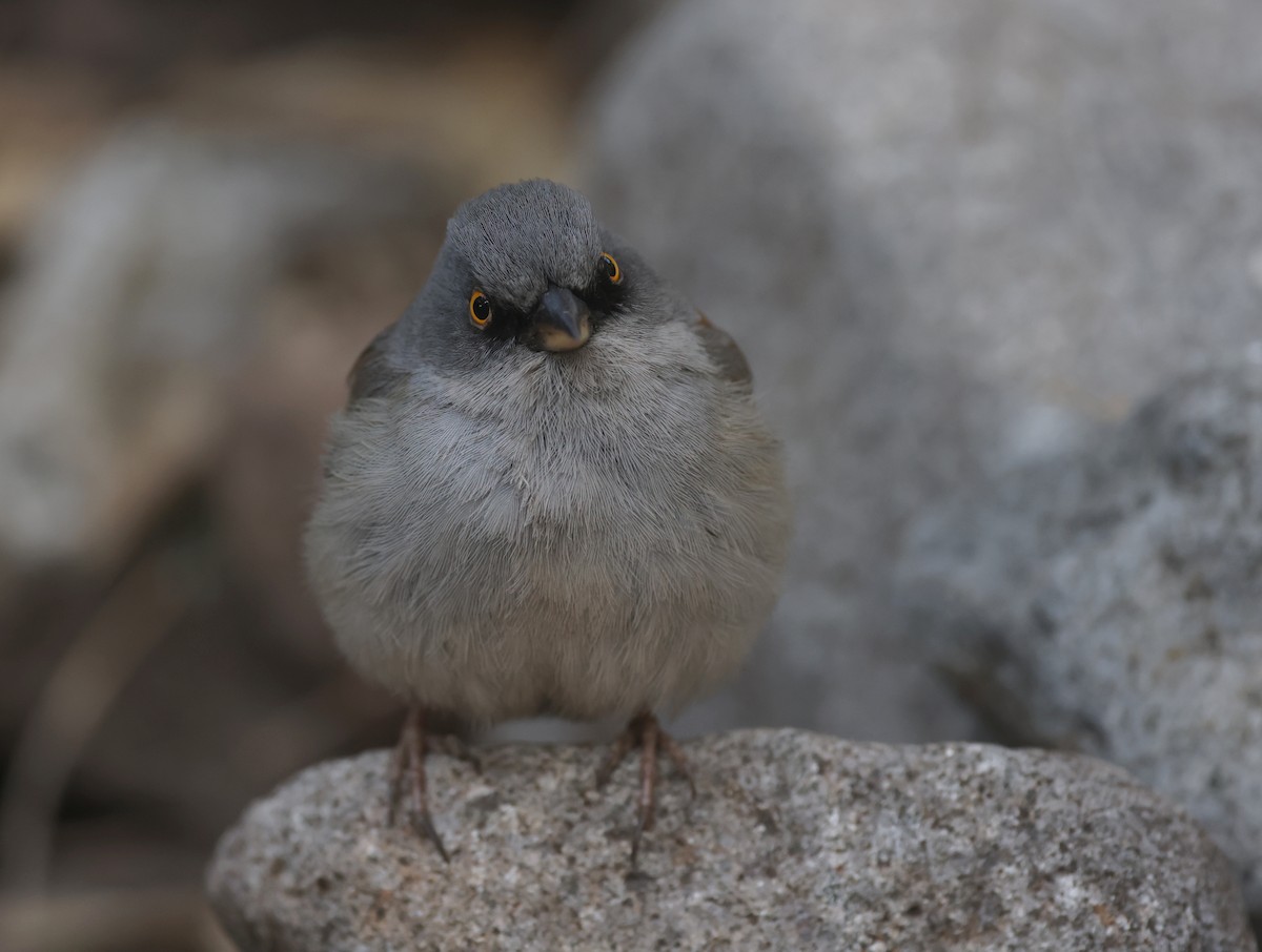 Junco aux yeux jaunes - ML618066179