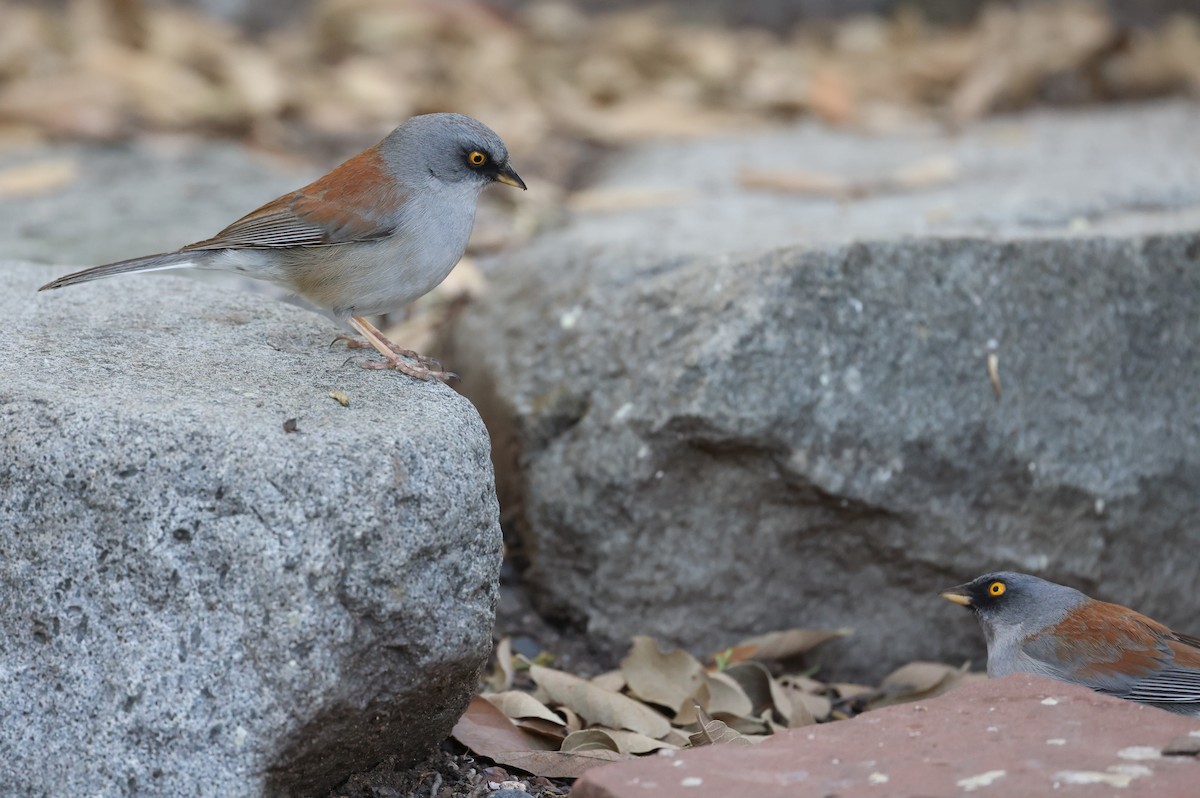 Junco aux yeux jaunes - ML618066180