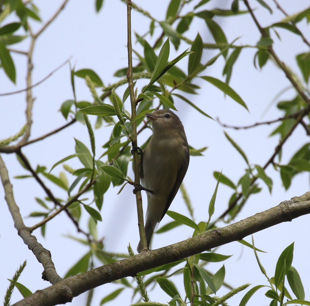 Warbling Vireo - ML618066248