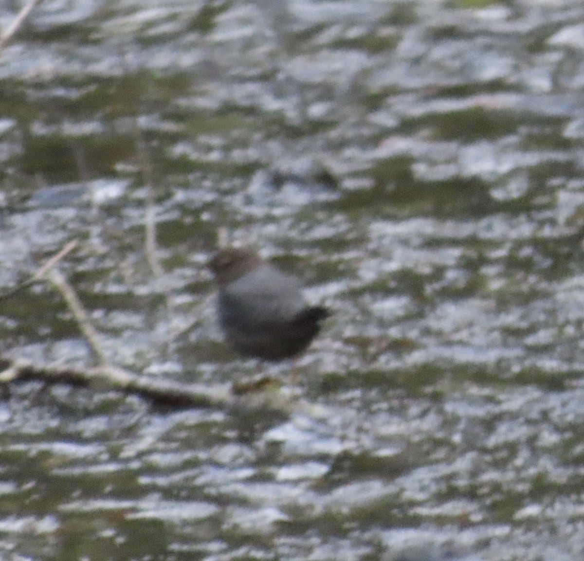 American Dipper - ML618066257