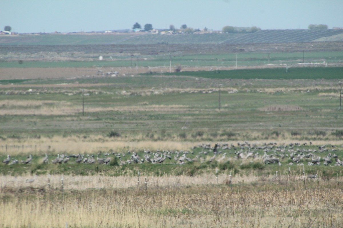 Sandhill Crane - Ann Monk